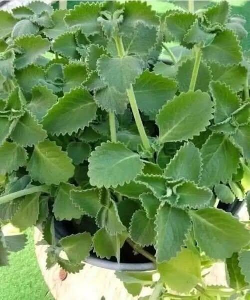 Plectranthus amboinicus Herbal Tea 