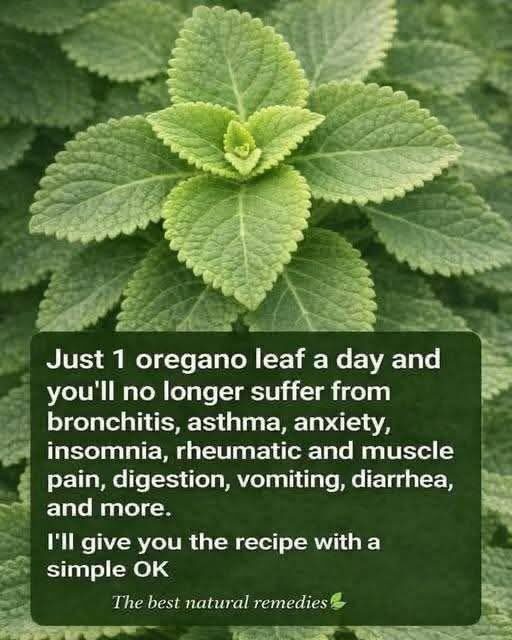 A Scientific Look At Oregano’s Role In Supporting Wellness